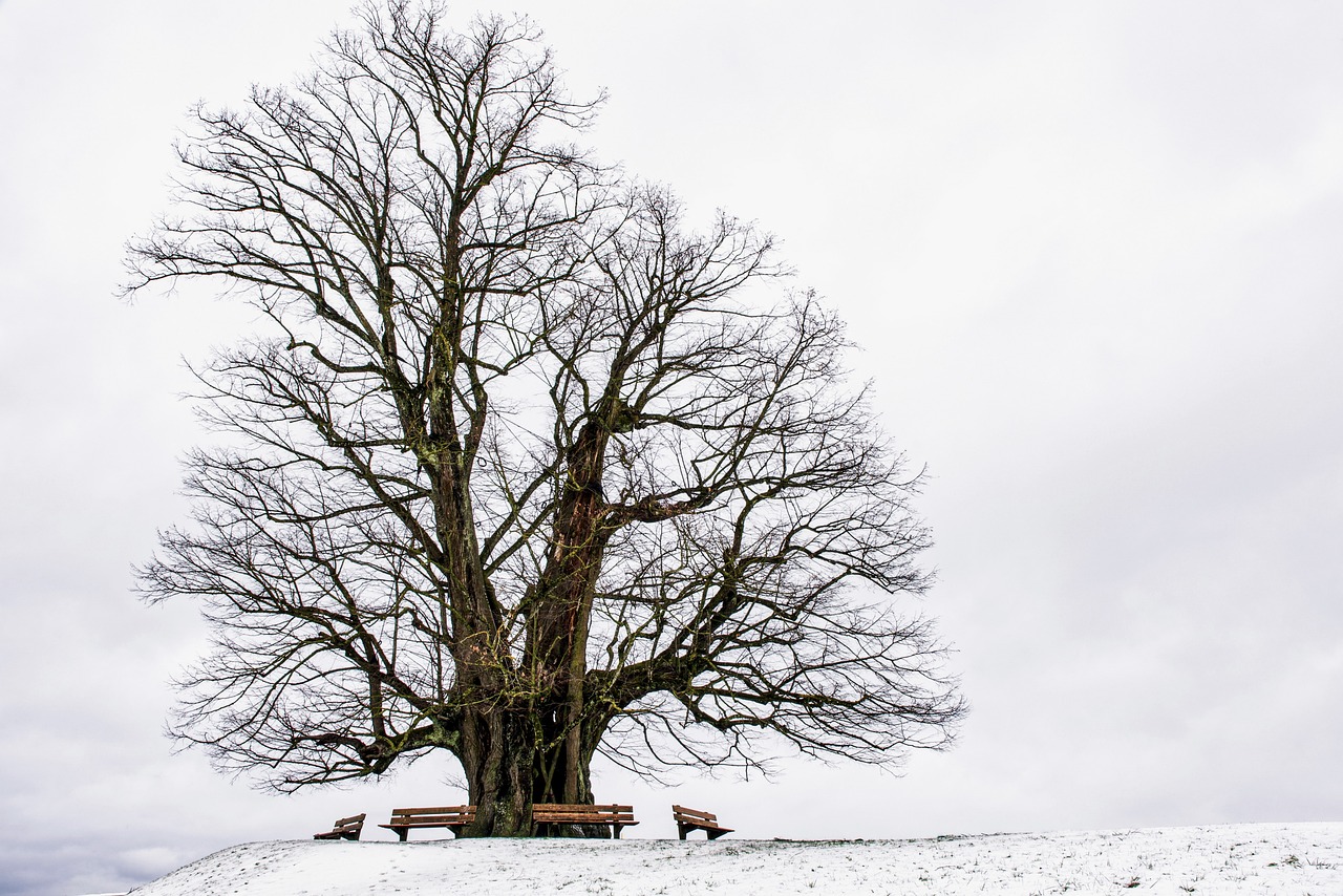 Designing a Cozy Wooden Tree House: A Guide